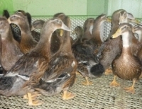 맛있고 성장 빠른 우리맛오리 소개합니다.jpg